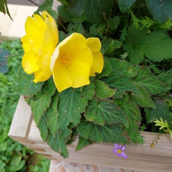 Begonia grandis Lorea