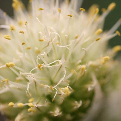 Allium fistulosum Flower