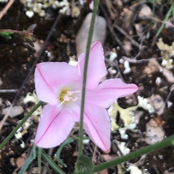 Convolvulus cantabrica Flor