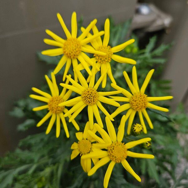 Senecio squalidus Õis