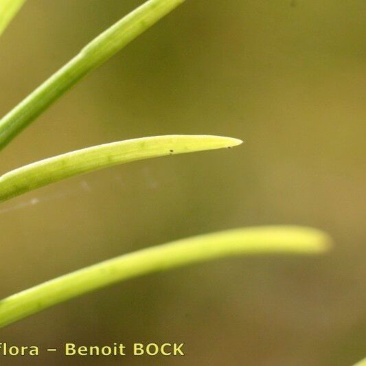 Isolepis fluitans Fruct