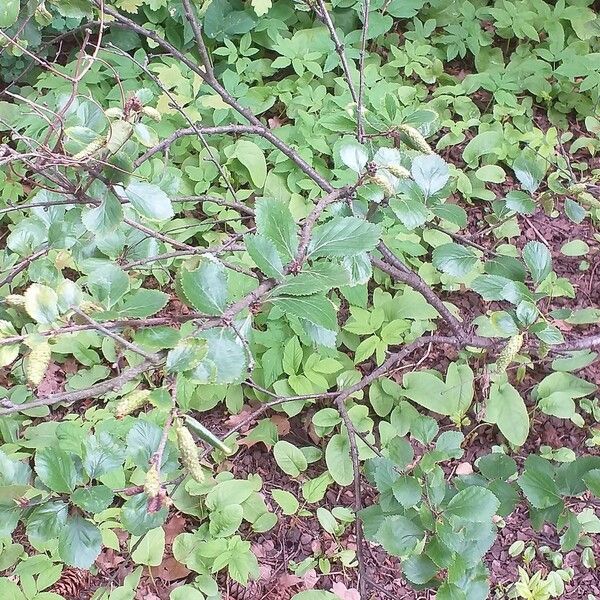 Betula fruticosa Feuille