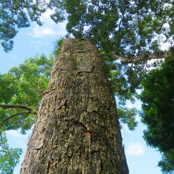 Handroanthus serratifolius Bark