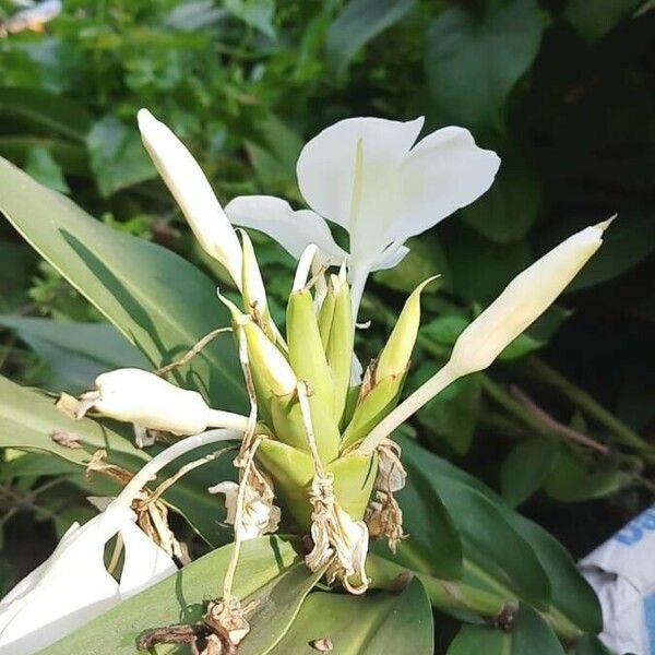 Hedychium coronarium Floare