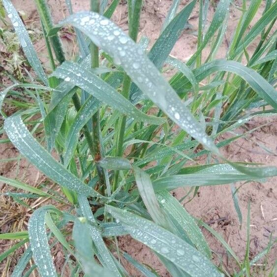 Avena sativa Blad