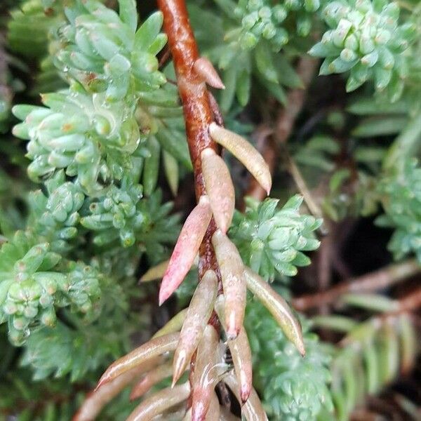 Petrosedum ochroleucum 树皮