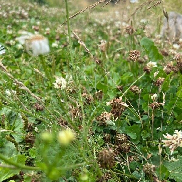 Trifolium vesiculosum List