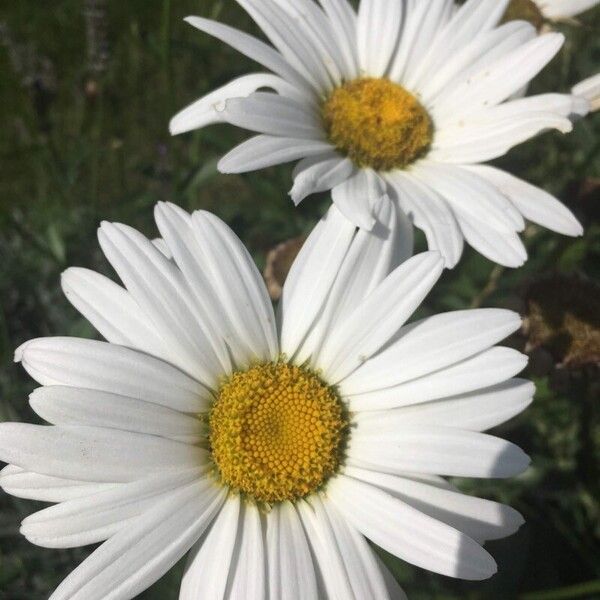 Leucanthemum maximum Flower