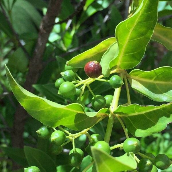Kraussia floribunda Fruit