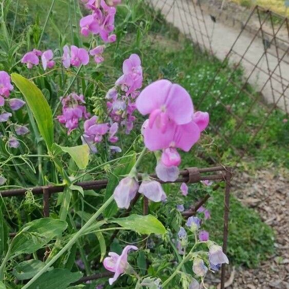 Lathyrus odoratus 花