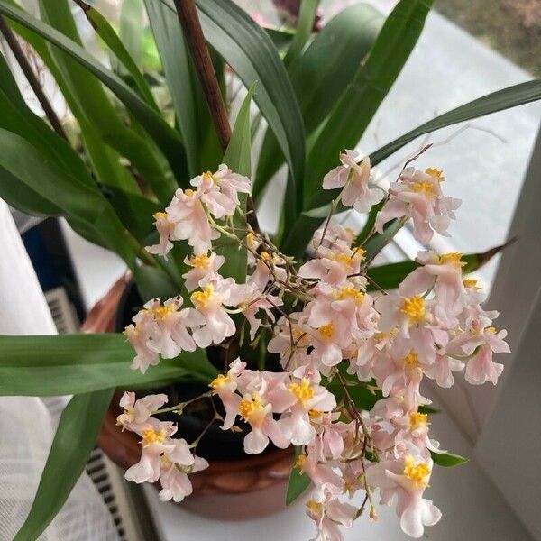 Oncidium ornithorhynchum 花