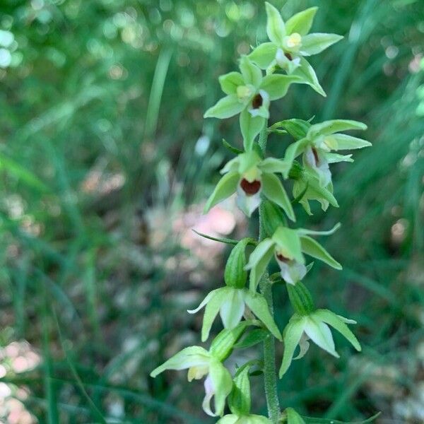 Epipactis muelleri Flower