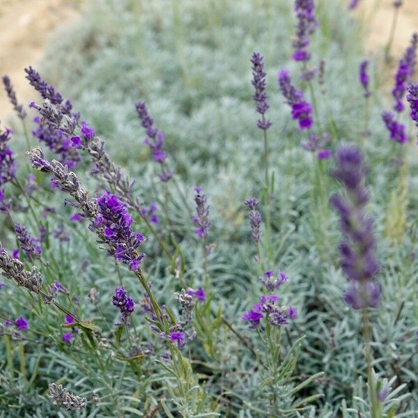 Lavandula angustifolia Flower