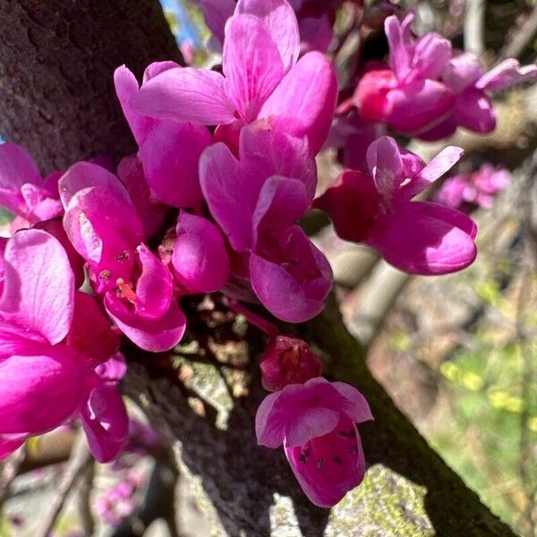 Cercis canadensis Blüte