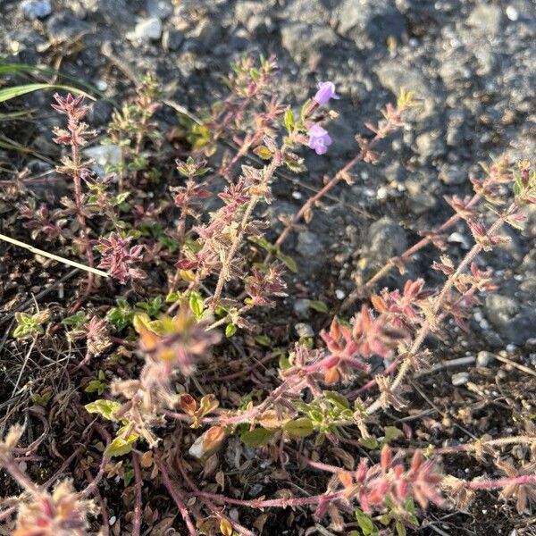 Clinopodium acinos Floro