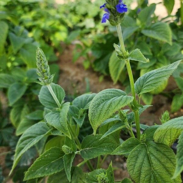 Salvia hispanica Habit