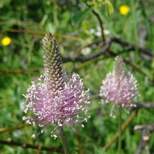 Plantago media Blüte