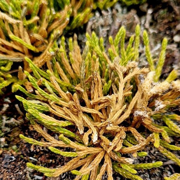 Lycopodium alpinum বাকল