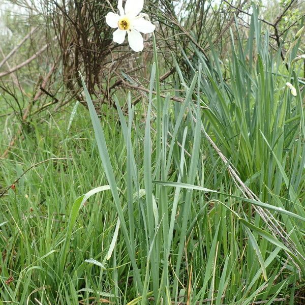 Narcissus poeticus Buveinė