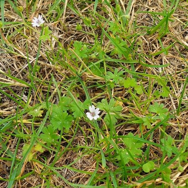 Geranium pusillum ശീലം