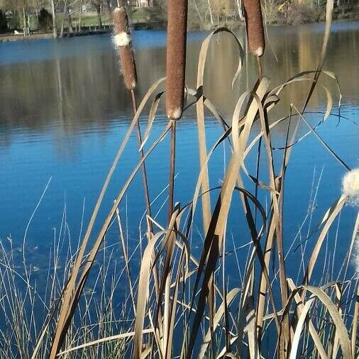 Typha latifolia ᱛᱟᱦᱮᱸ