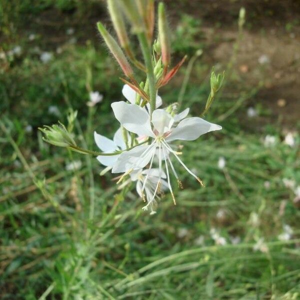 Oenothera lindheimeri Žiedas