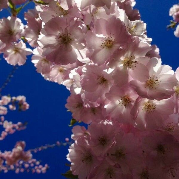 Prunus serrulata Flower