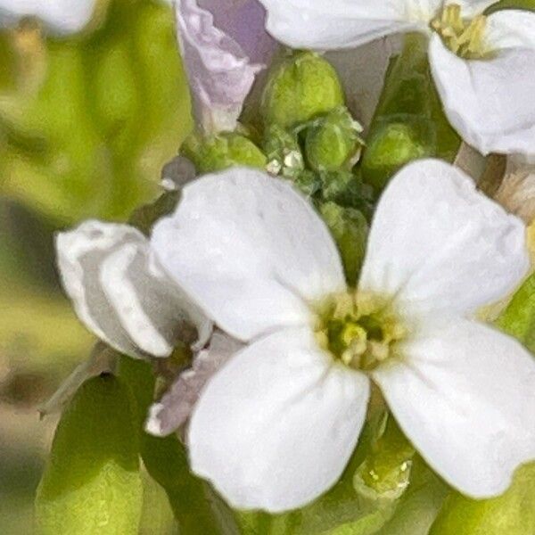 Cakile maritima Bloem