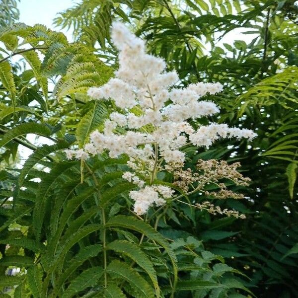 Sorbaria kirilowii Flower