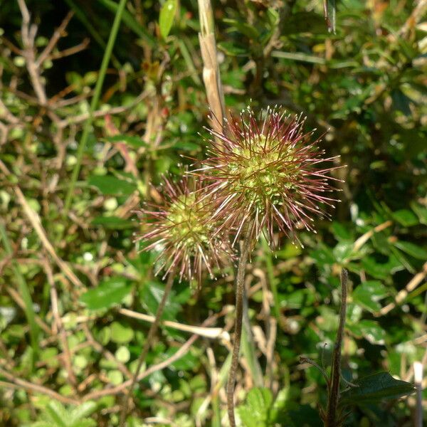 Acaena novae-zelandiae Flower