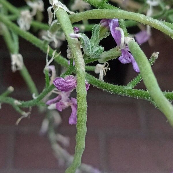 Matthiola maderensis Плод