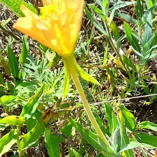 Oenothera affinis Costuma