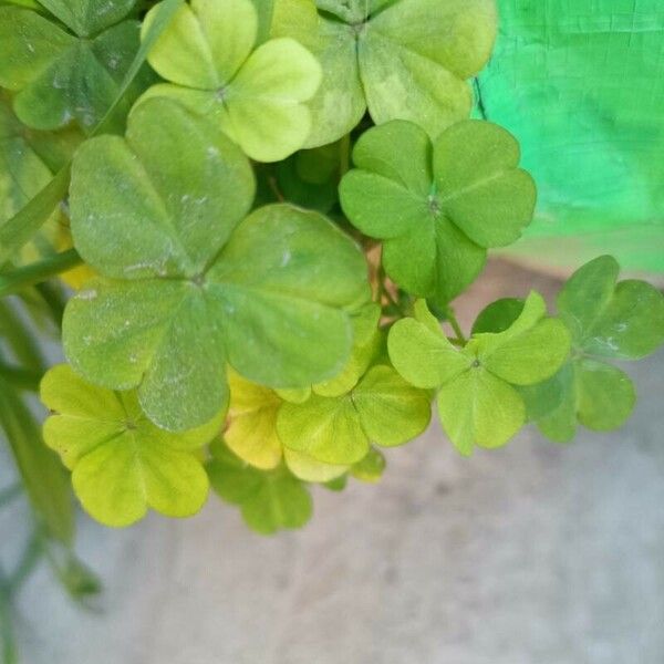 Oxalis stricta পাতা