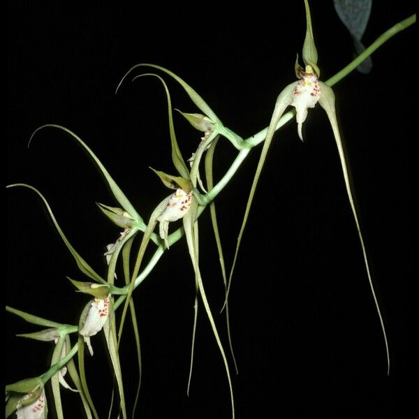 Brassia caudata Bloem