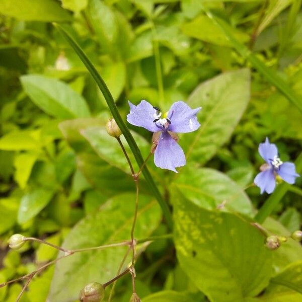 Murdannia semiteres Lorea