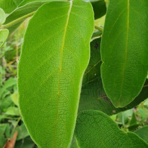 Combretum molle Blad