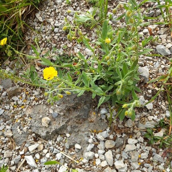 Helianthemum nummularium Habit