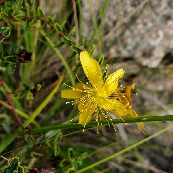 Hypericum balearicum Kukka