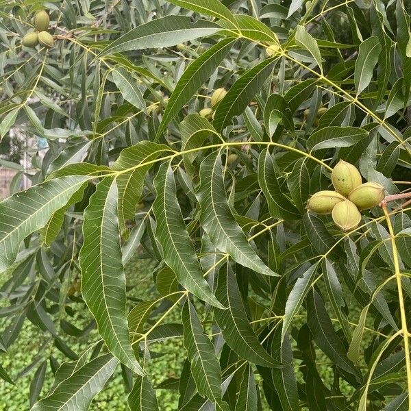 Carya illinoinensis Lapas