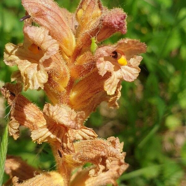 Orobanche lutea Flower