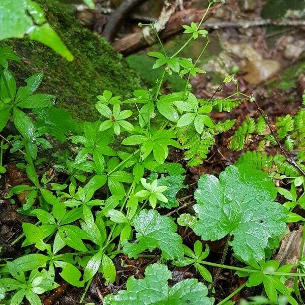 Galium triflorum موطن