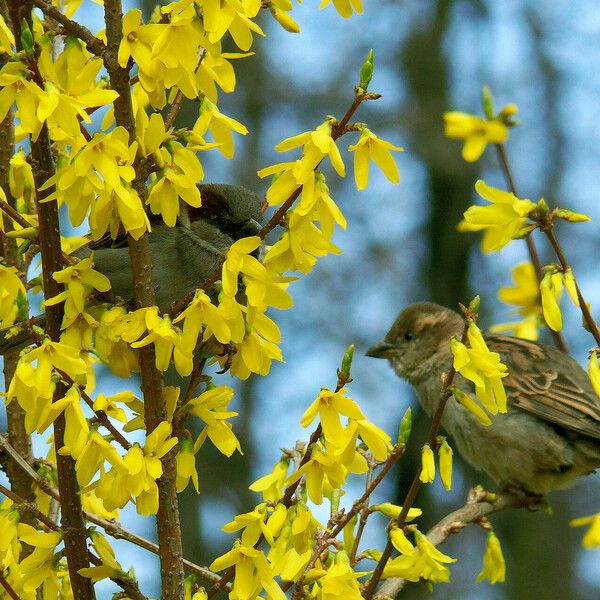 Forsythia suspensa Кветка