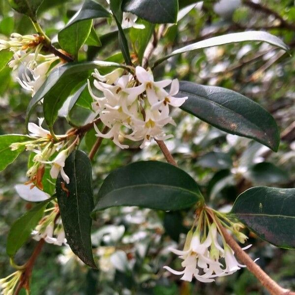 Osmanthus × burkwoodii Flower