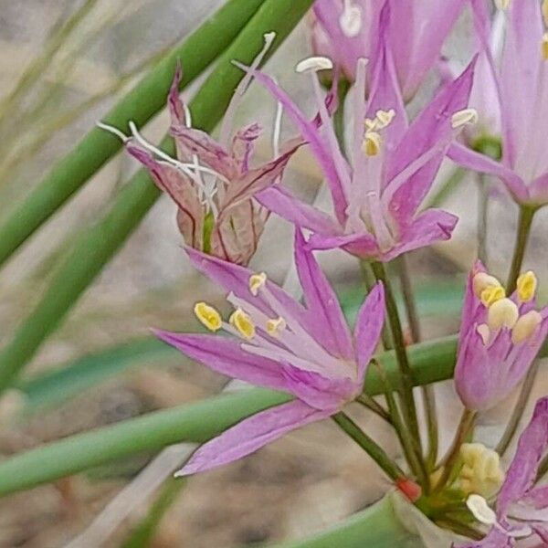 Allium longisepalum ᱵᱟᱦᱟ