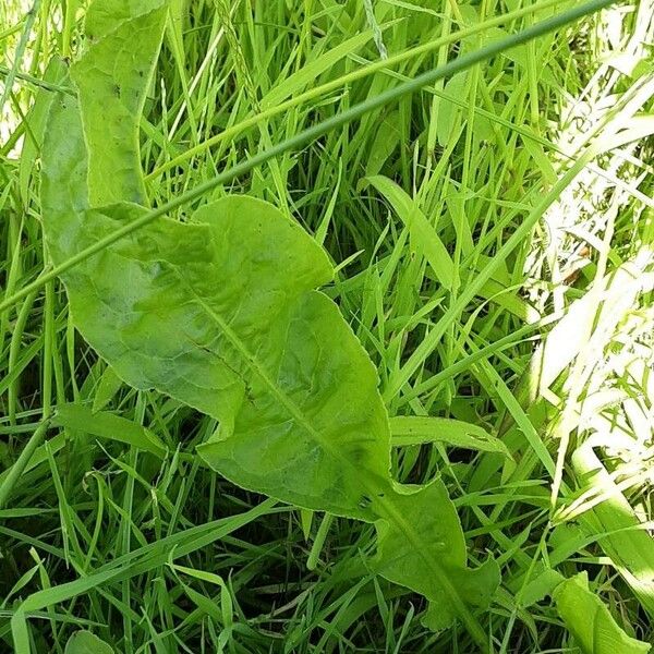 Rumex patientia Hoja