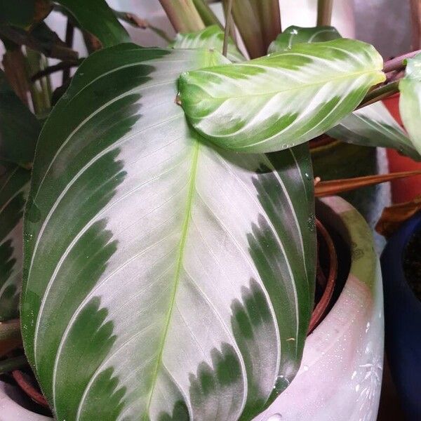 Maranta leuconeura Folha