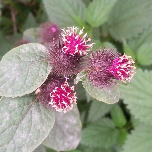 Arctium minus Flower