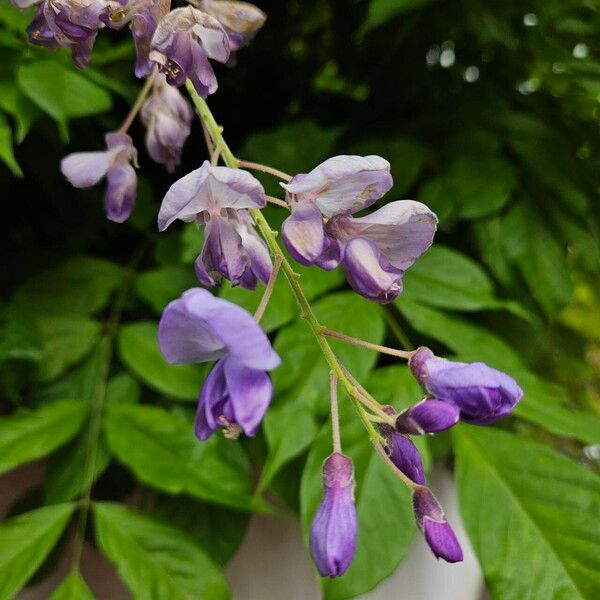 Wisteria floribunda Blomst