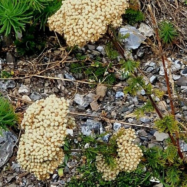 Achillea ligustica Blüte