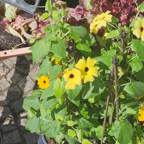 Thunbergia alata Flower